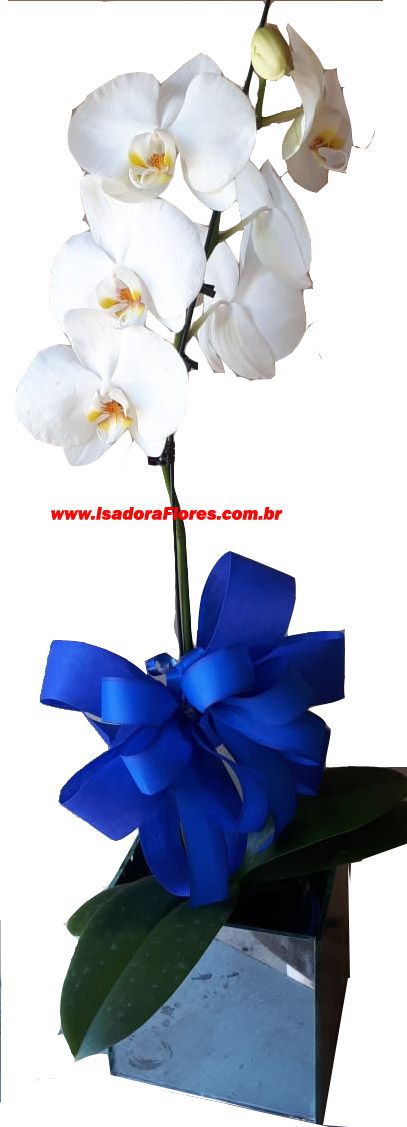 1212 Orquídea Branca