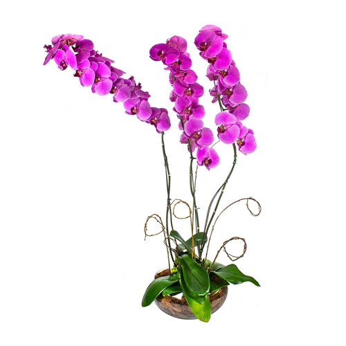 2316 Jardim de Orquídeas Roxas