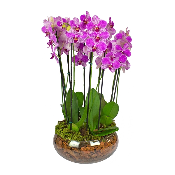 2317 Orquídea Vida longa a quem se ama