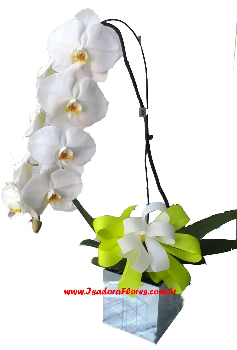 2335 Orquídea Cascata Phalaenopsis