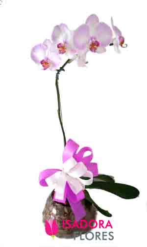 3078 Orquídea em Aquário 