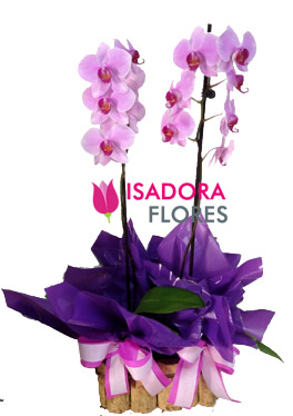 3094 Orquídea Duo