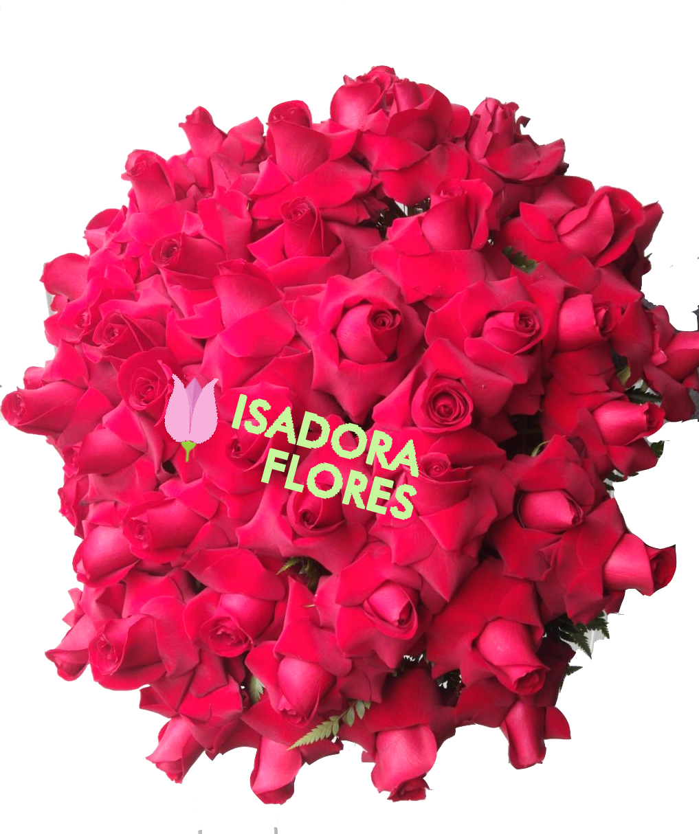 3139 Louco por você com Rosas Colombianas