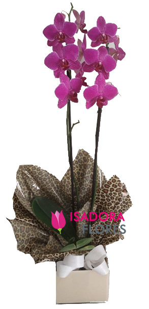 4059 Orquídea Lumina