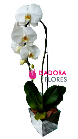 4540 Orquídea Cascata