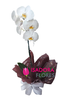 4785 Orquídea Branca