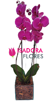 5712 Orquídea Bela Duo