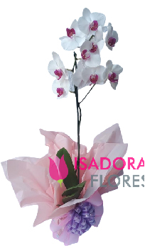 6513 Orquídea