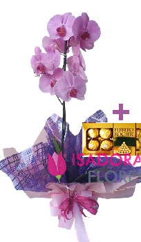 6514 Orquídea com Chocolate