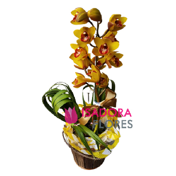 6741 Orquídea Cymbidium amarela