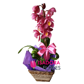 6743 Orquídea Cymbidium Rosa